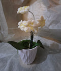 White and Yellow Orchids