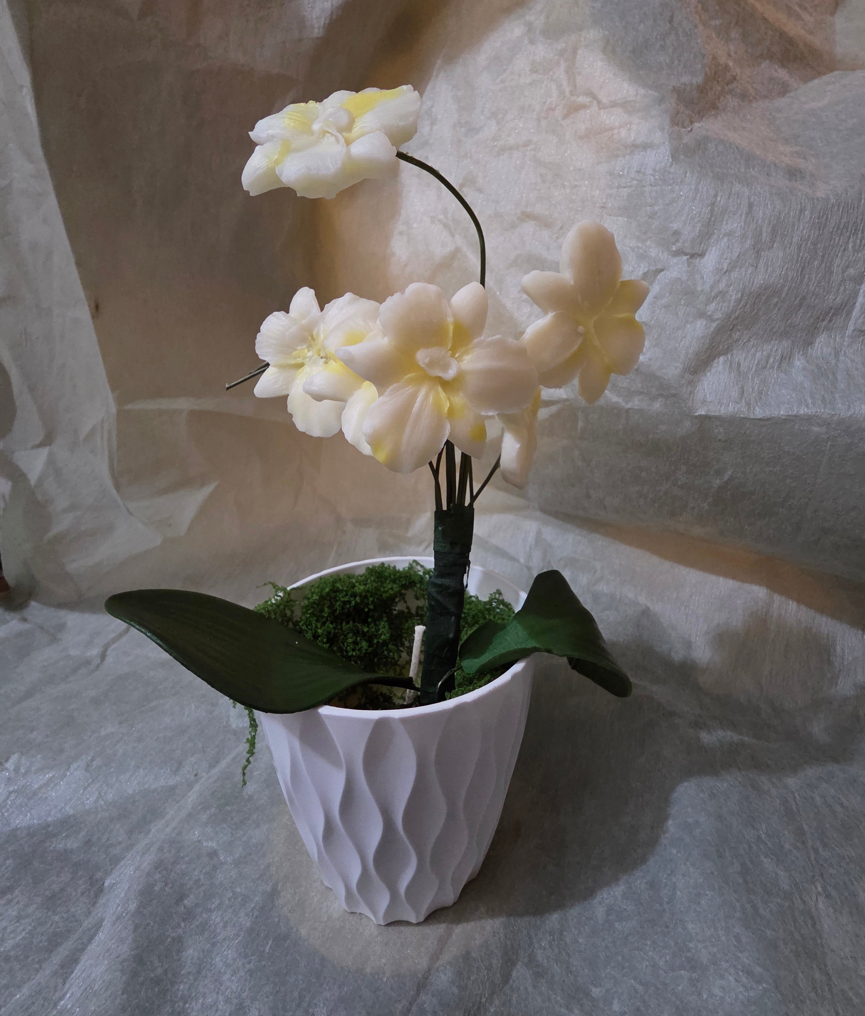 White and Yellow Orchids