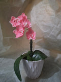 Pink Orchids