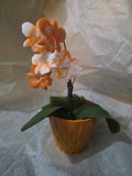 Orange Orchid