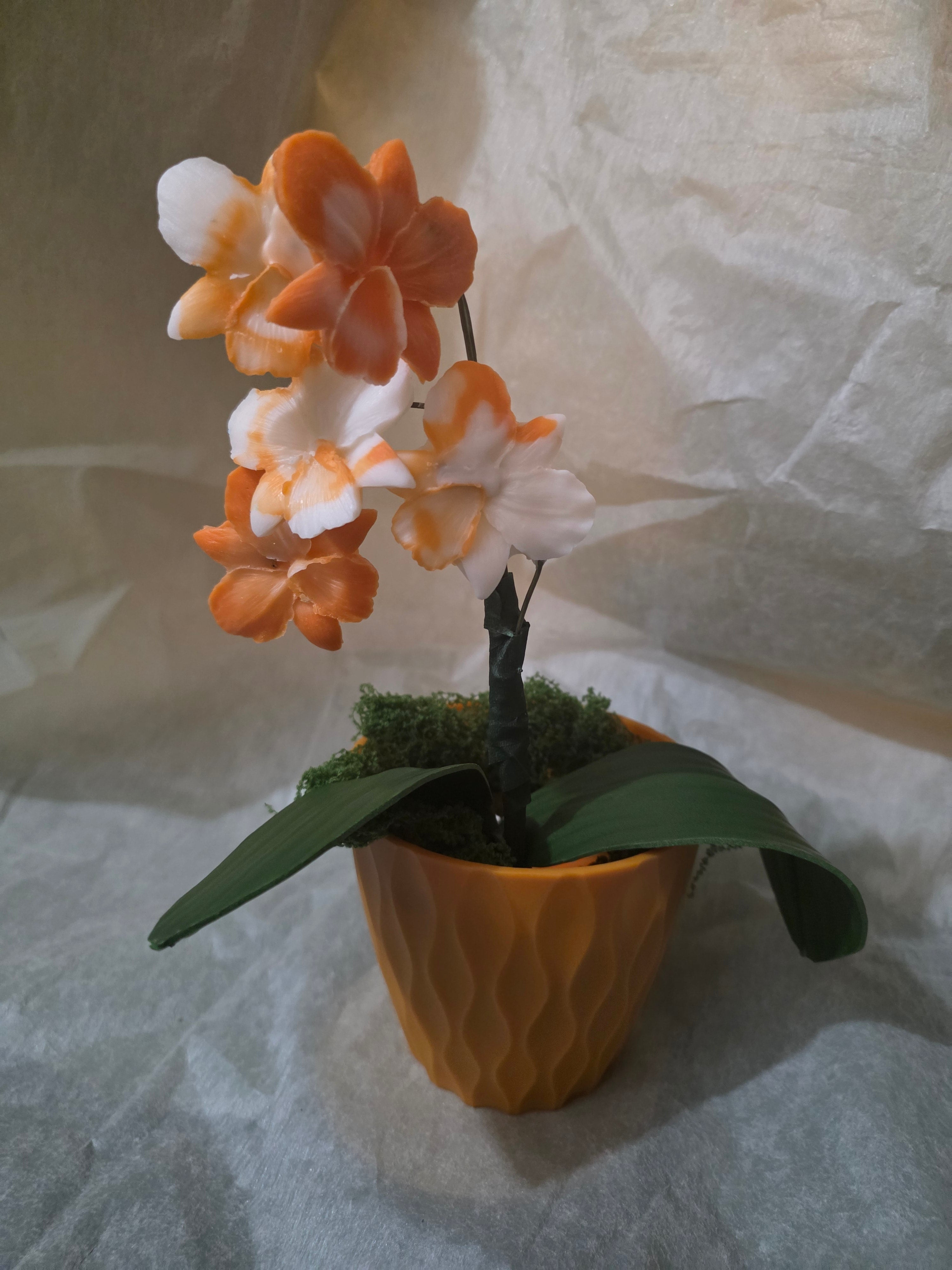 Orange Orchid