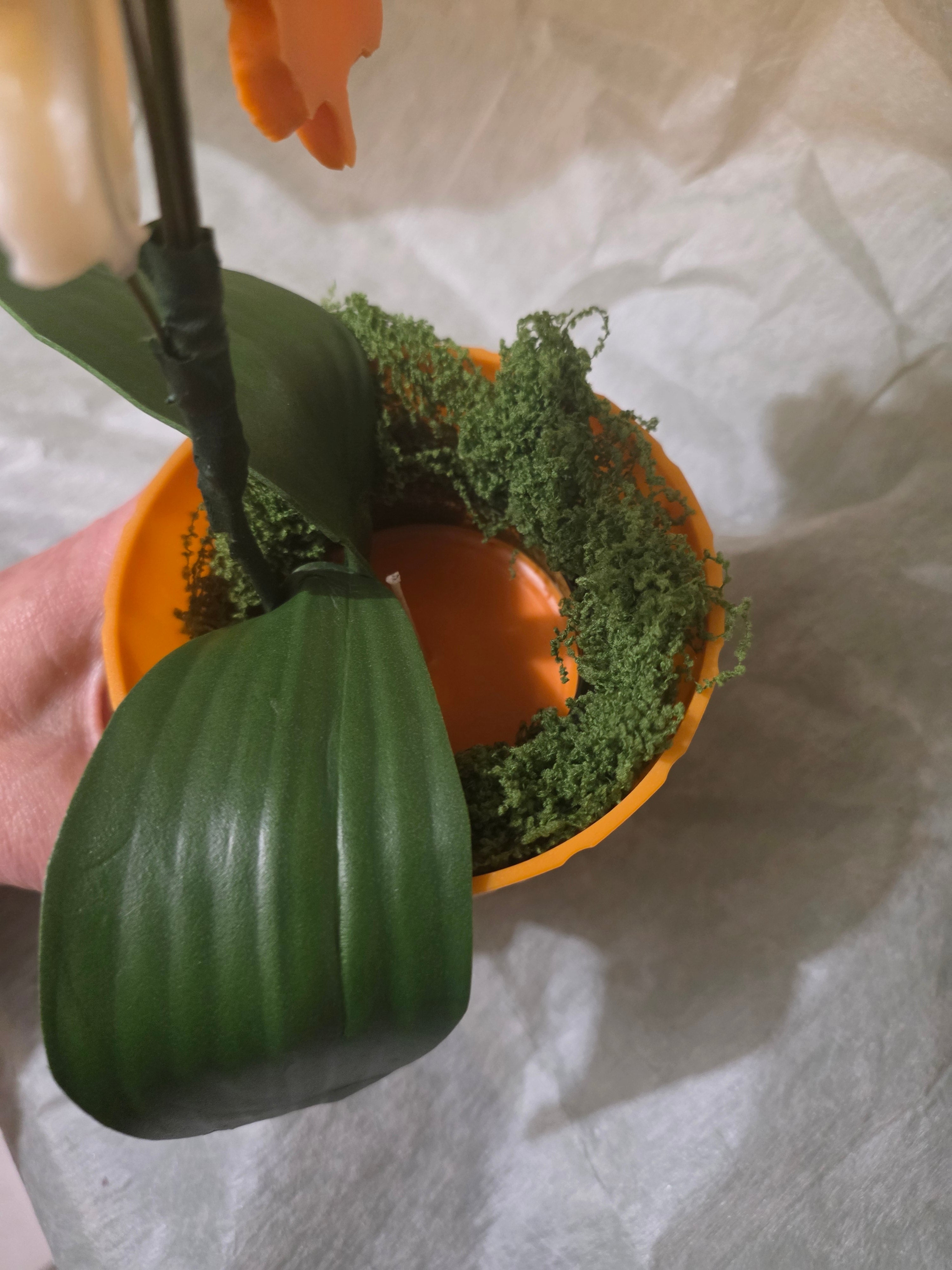 Orange Orchid