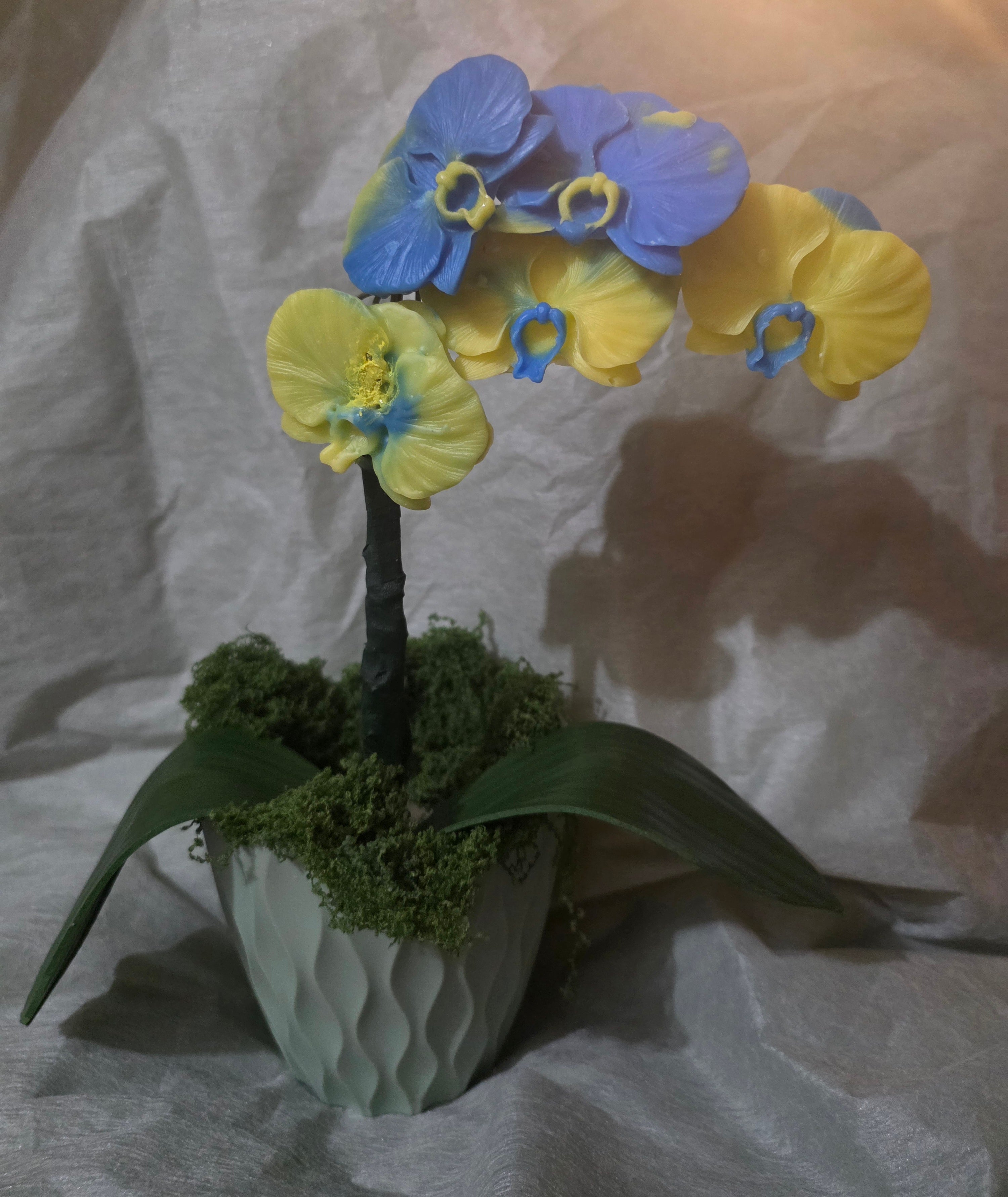 Blue and Yellow Orchids